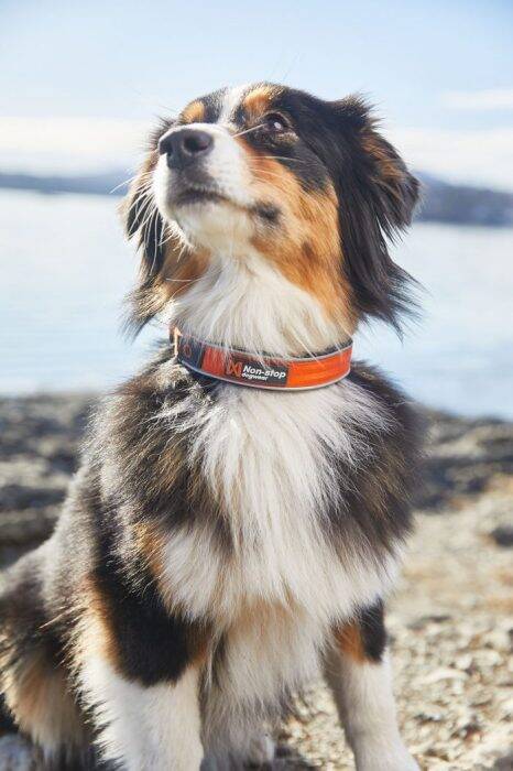 Non-stop Cruise collar halsband - Bild 7