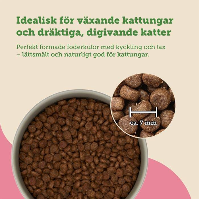Kattungemat med lax, spannmålsfri kattungemat