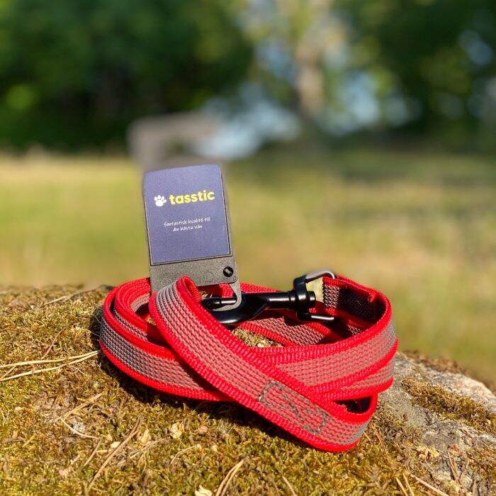hundkoppel och hundhalsband
